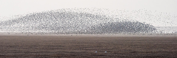 Wader Spectacular -3