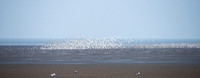 Wader Spectacular -2