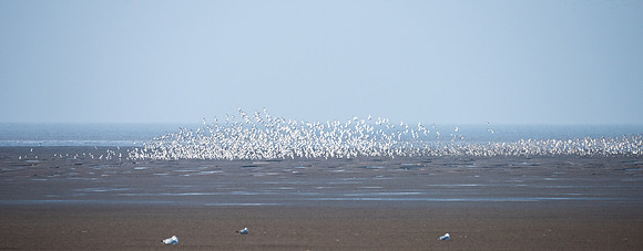 Wader Spectacular -2