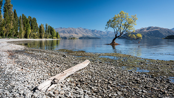 Lone Tree at Wanaka -2