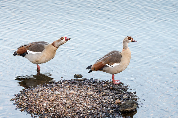 Egyptian Geese
