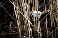 RSPB Titchwell