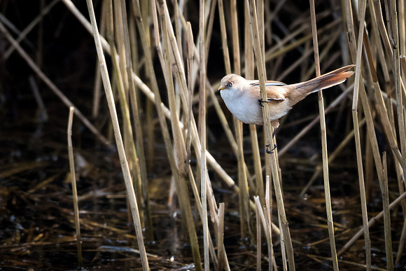 Bearded Tit Female -2