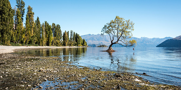 Lone Tree at Wanaka -1