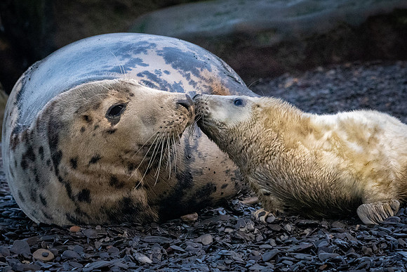 Kiss Kiss