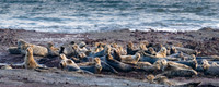 Grey Seal Colony
