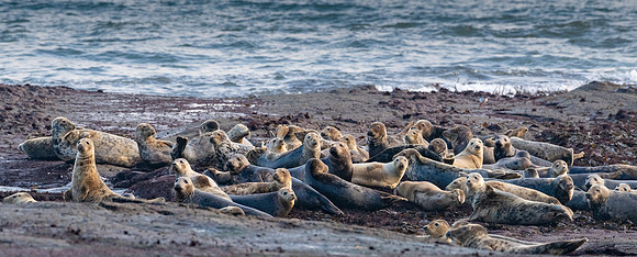 Grey Seal Colony