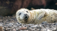Grey Seal Pup -2