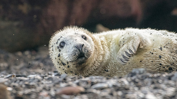 Grey Seal Pup -2