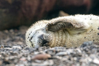 So Sleepy
