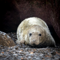 Grey Seal Pup -1