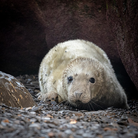 Grey Seal Pup -1