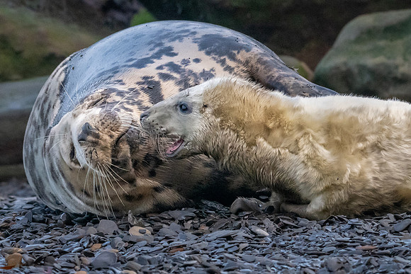 Mum! - Seal Pup Calling Mother