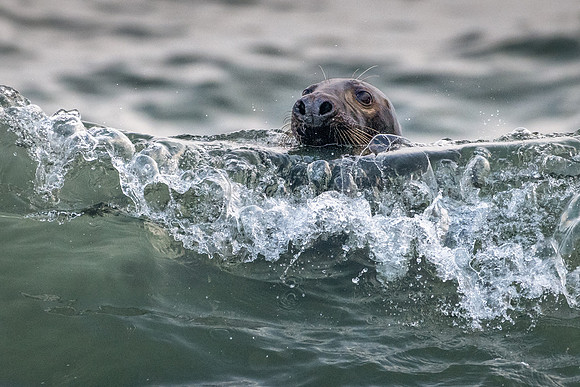Grey Seal Surfing