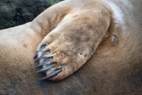 Grey Seal Flipper