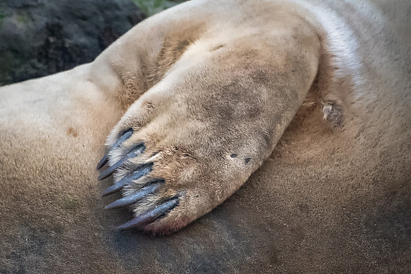 Grey Seal Flipper