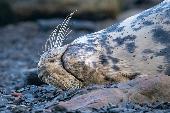 ZZZZZ