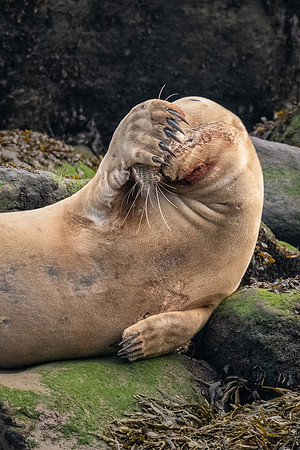 Doh! - Seal with Flipper on Head