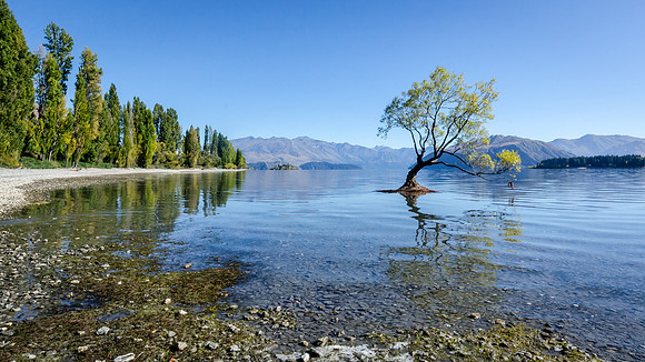 Lone Tree at Wanaka -3