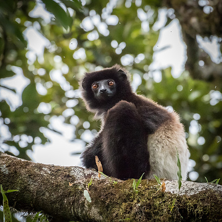 Milne Edwards's Sifaka -2