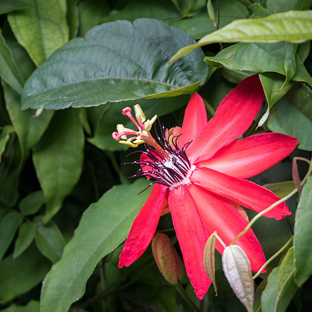 Passiflora Vitifolia