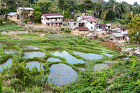 Paddy Fields