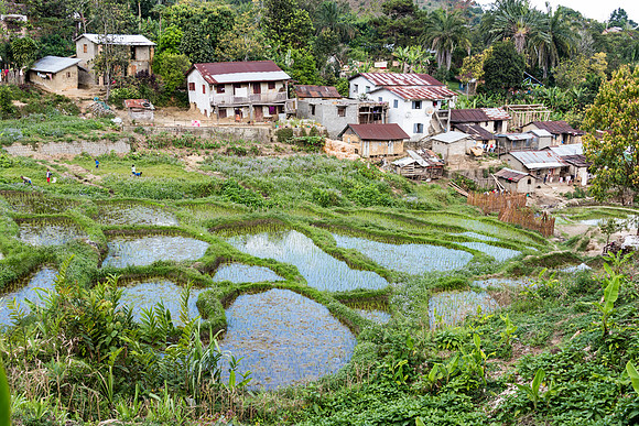 Paddy Fields