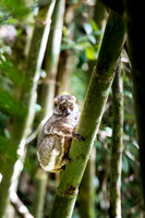 Unidentified Lemur