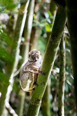 Unidentified Lemur
