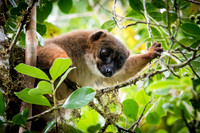 Red Fronted Brown Lemur -2