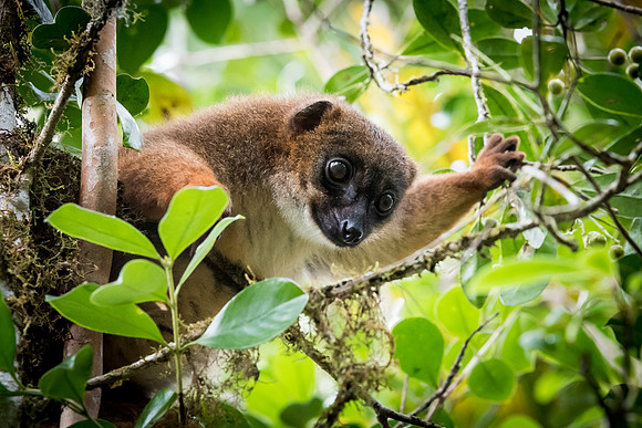Red Fronted Brown Lemur -2