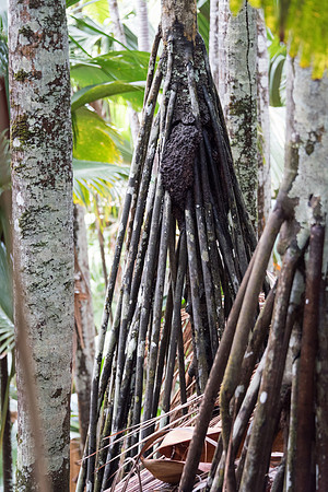 Tree roots