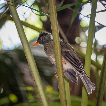 Seychelles Bulbul