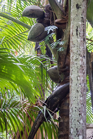 Valée de Mai Coco de Mer Trees -1