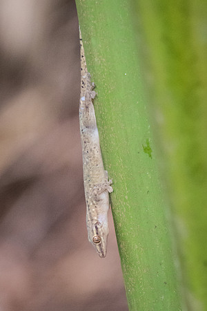 Seychelles Skink