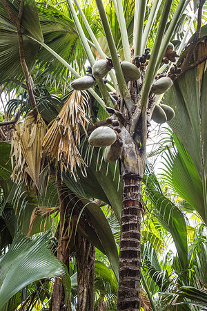 Valée de Mai Coco de Mer Trees -2
