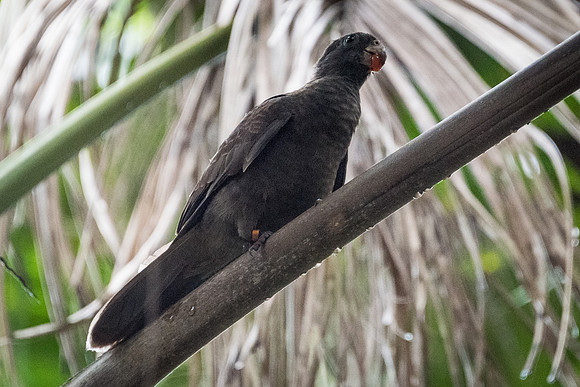 Seychelles Black Parrot -5