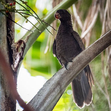 Seychelles Black Parrot -4