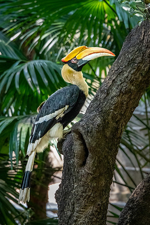 Great Hornbill at Temple -1