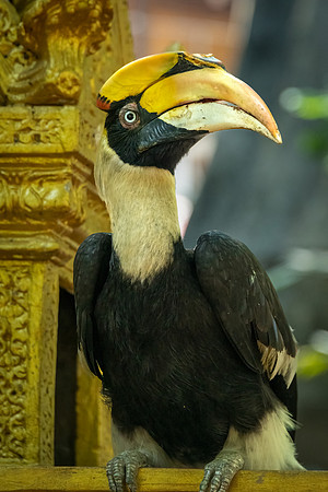 Great Hornbill at Temple -3