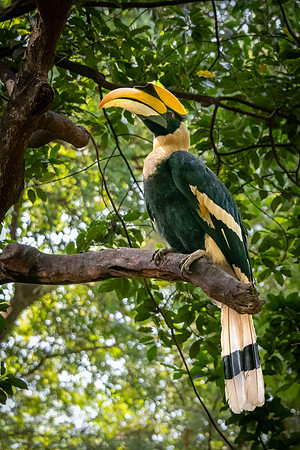 Great Hornbill at Temple -2
