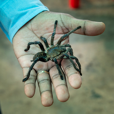 Spider Market at Skun -1