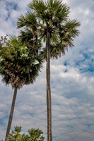 Palm Sugar Trees with Ladder