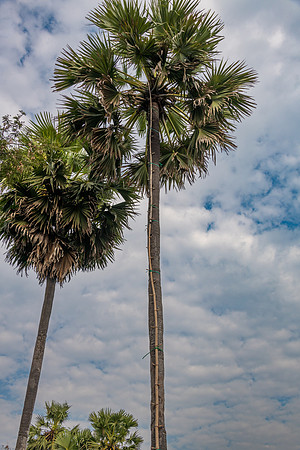 Palm Sugar Trees with Ladder