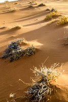 Sossusvlei Grasses