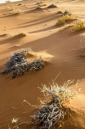 Sossusvlei Grasses