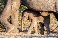 Damaraland - Desert Adapted Elephant - 2