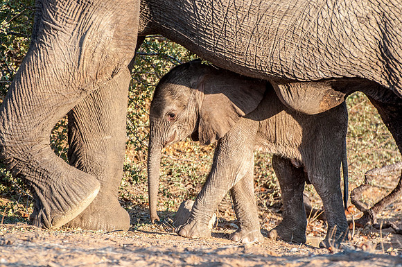 Damaraland - Desert Adapted Elephant - 2
