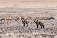 Sossulvlei - Bat Eared Foxes