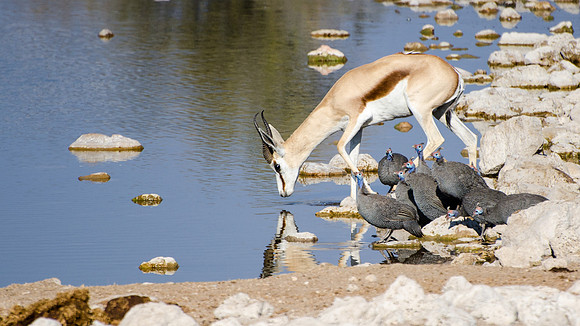 Etosha - Springbok Drinking